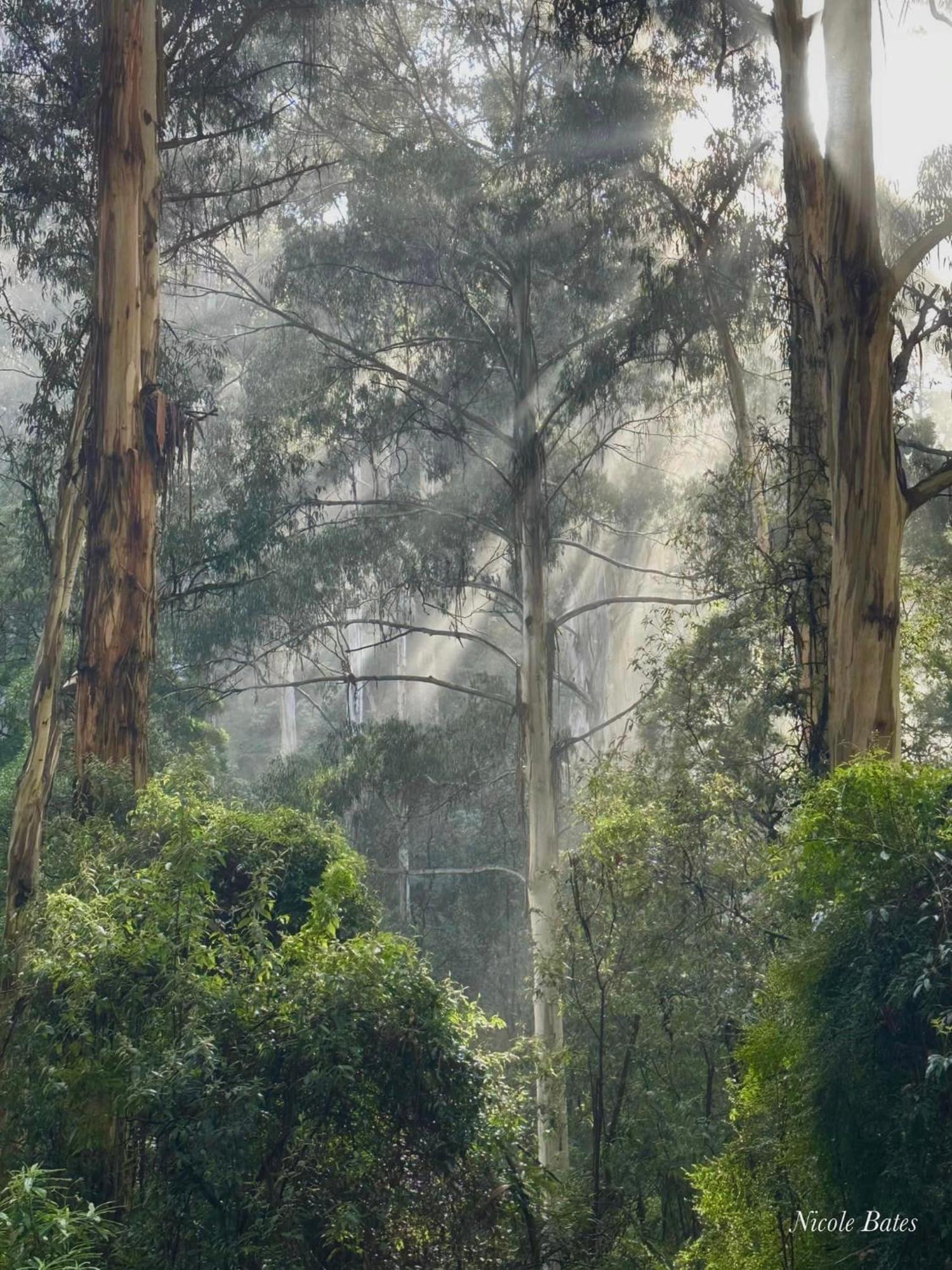 Sassafras Treehouse Private Home In The Dandenong Ranges, Victoria Exterior photo