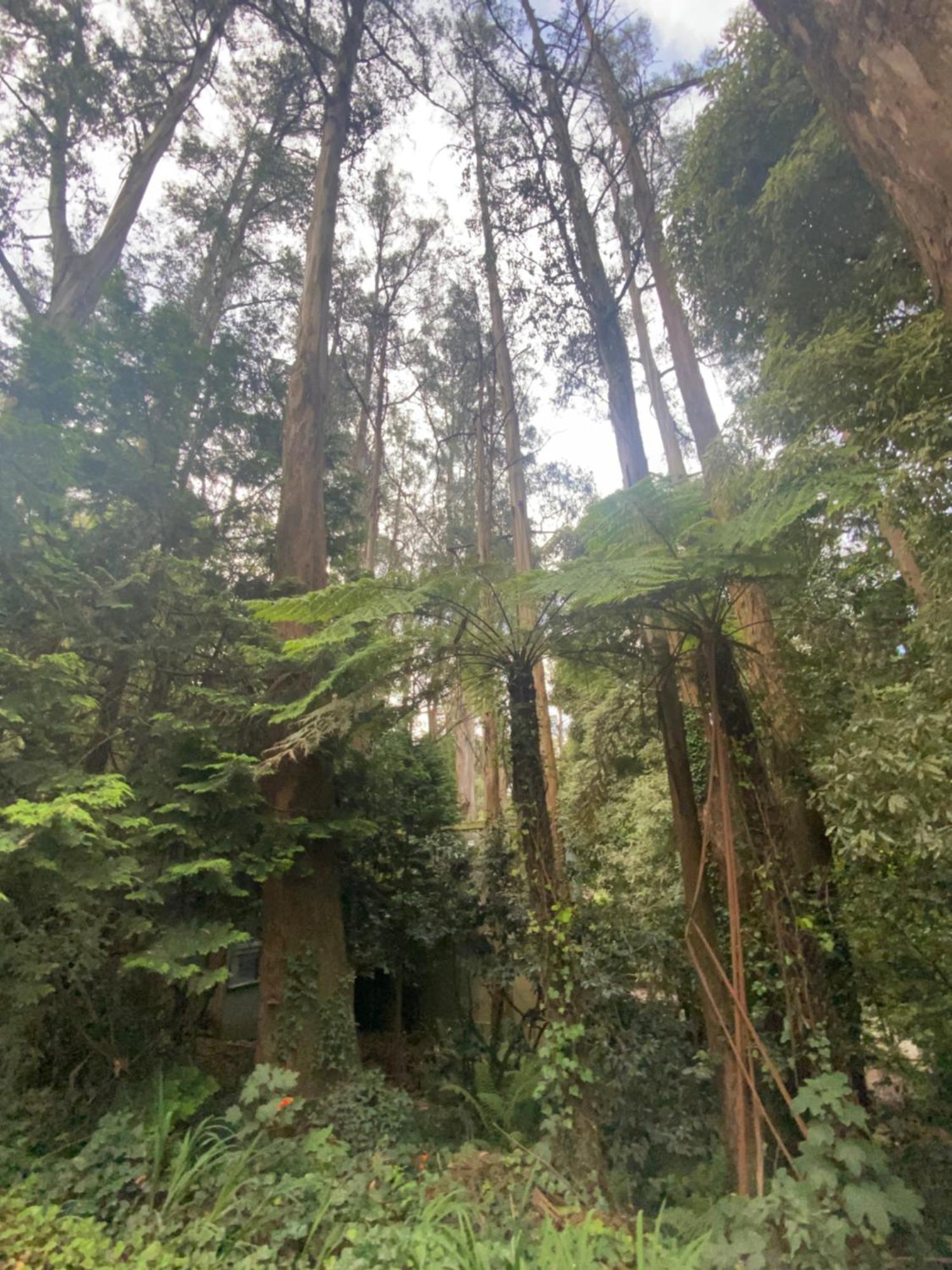 Sassafras Treehouse Private Home In The Dandenong Ranges, Victoria Exterior photo